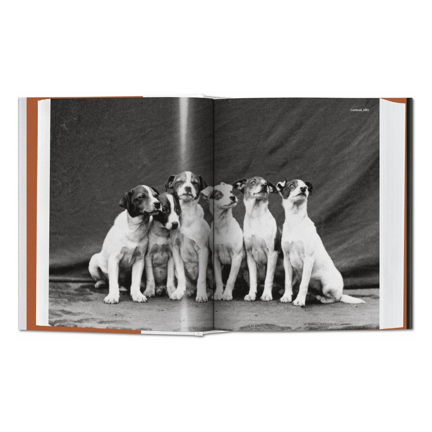 TASCHEN Europe - De hond in de fotografie 1839—vandaag (Duits, Frans, Engels)