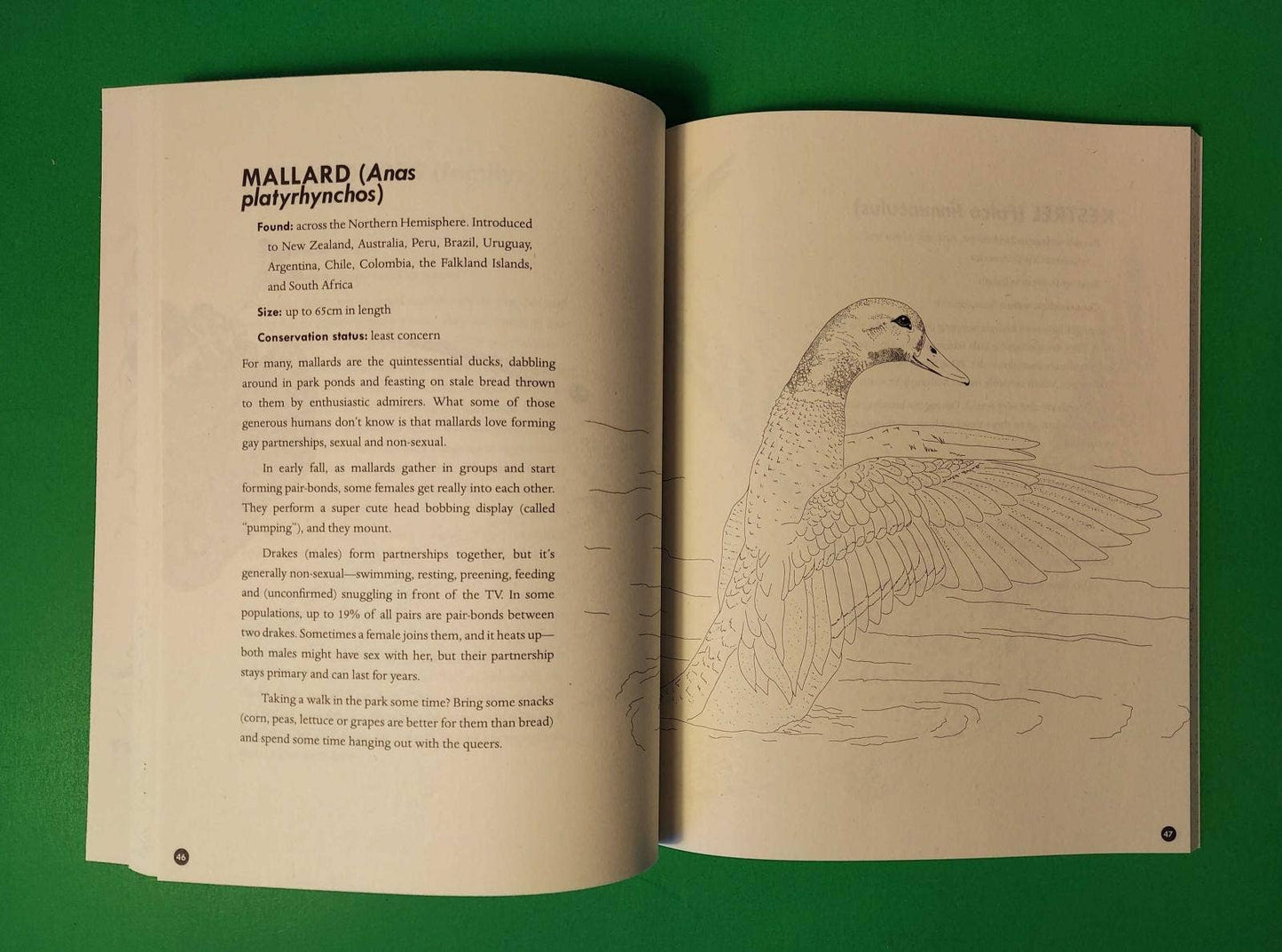 Microcosm Publishing & Distribution - Kleurboek Queer dieren en planten